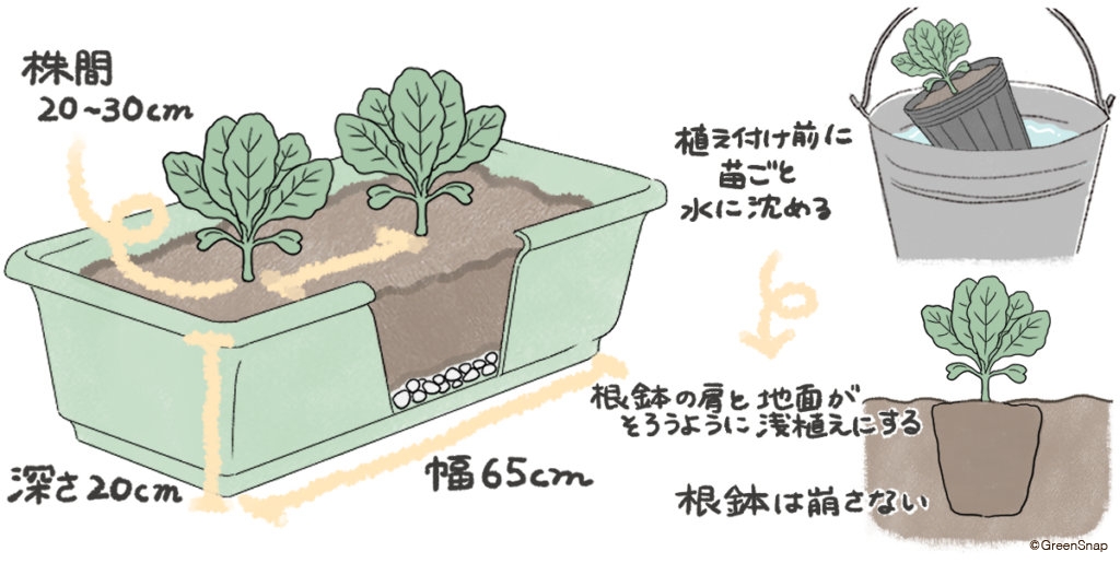 レタス プランター 苗の植え方 イラスト
