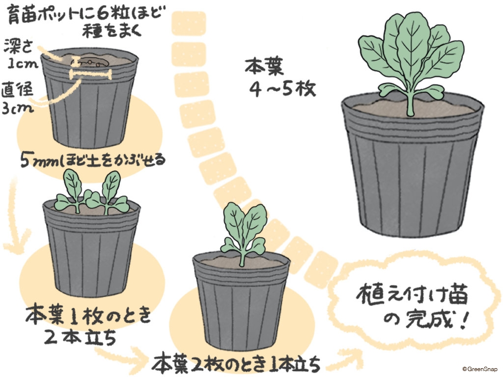 レタス 種まき 苗の作り方 イラスト
