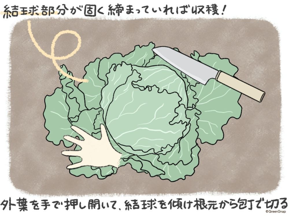 レタス 収穫 イラスト