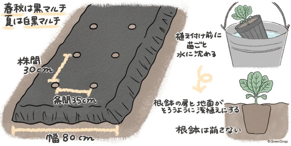 レタス 畑 苗の植え方 イラスト