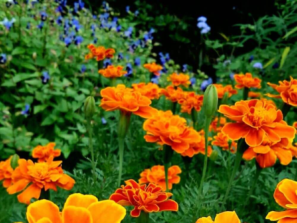 マリーゴールドの寄せ植え