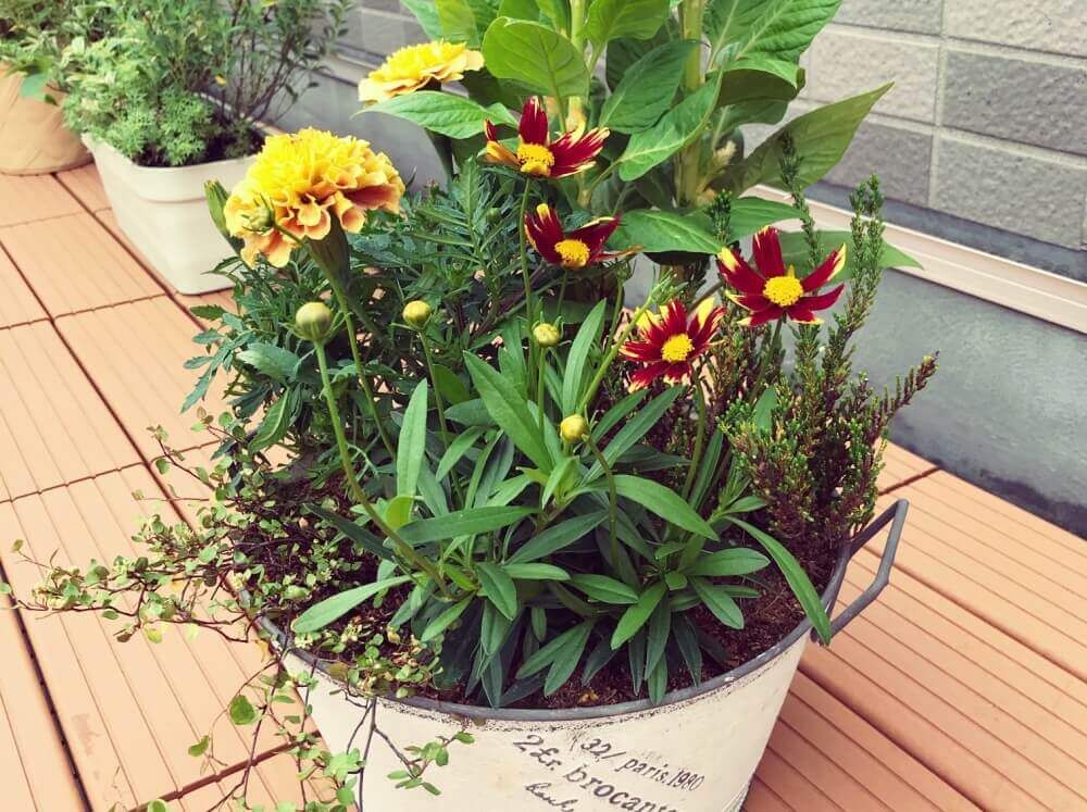 マリーゴールドの寄せ植え
