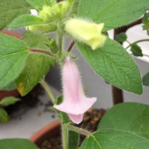 ゴマ 胡麻 の栽培 種まきの時期や方法 収穫はいつできる Greensnap グリーンスナップ