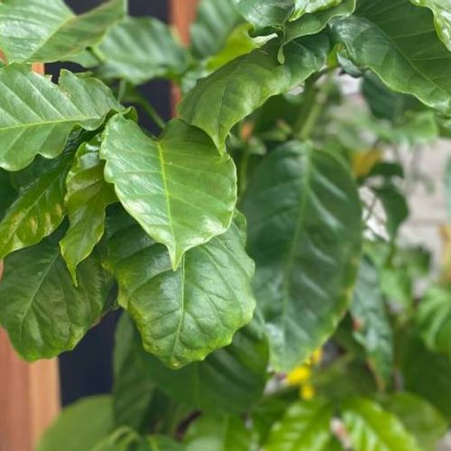 コーヒーの木の植え替え 時期や方法 注意することは Greensnap グリーンスナップ