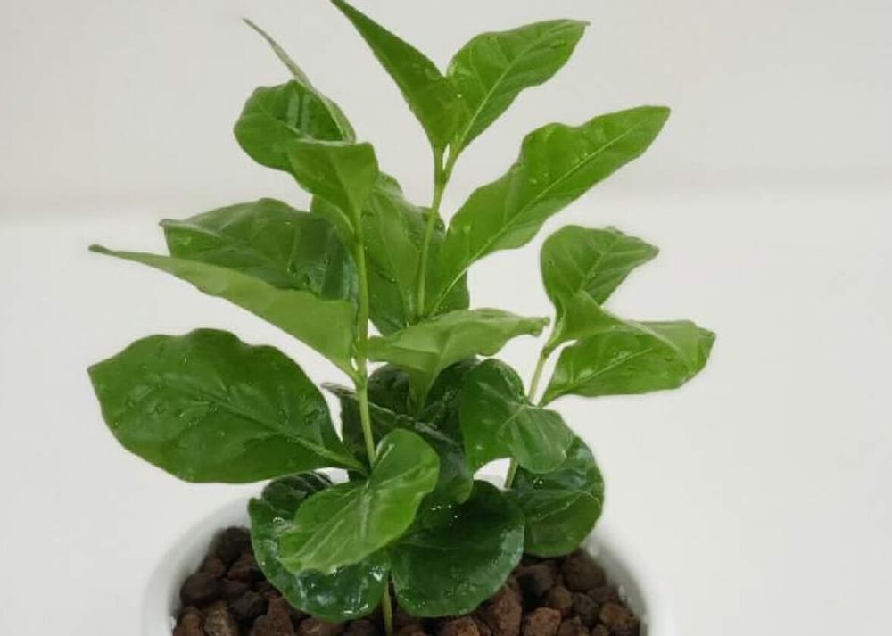 コーヒー　剪定