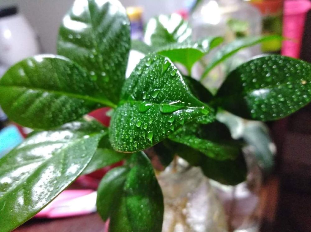 コーヒー　剪定