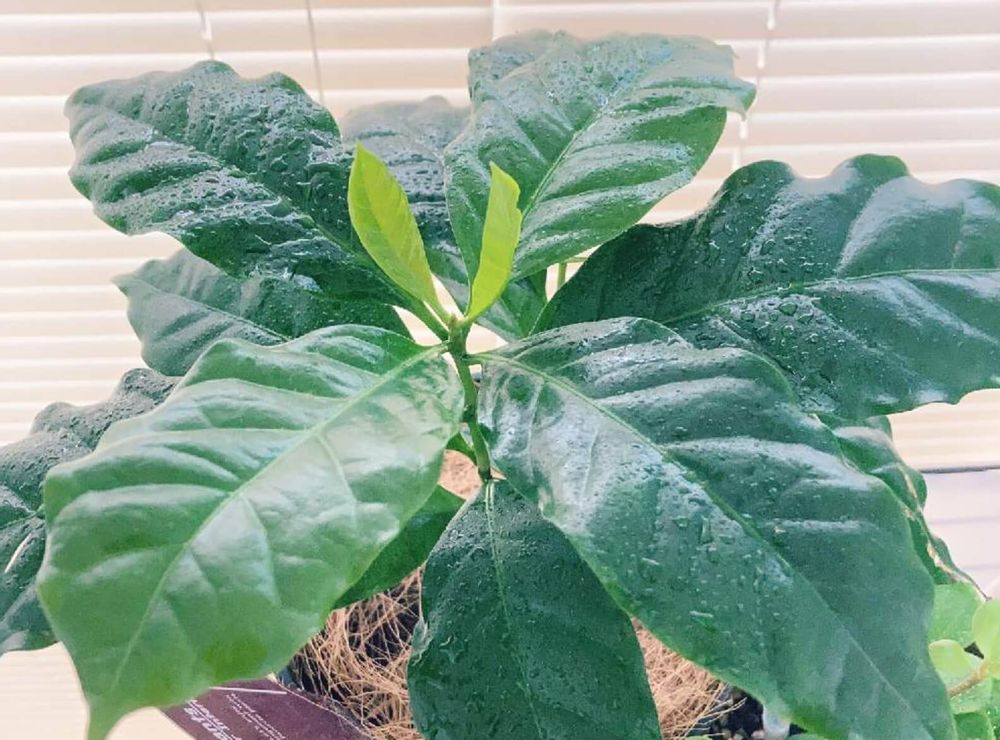 コーヒーの木　植え替え