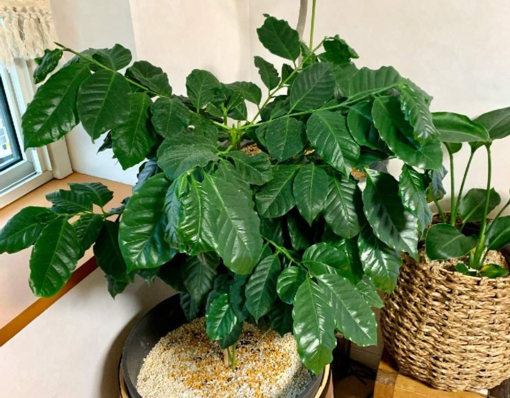 コーヒーの木　風水