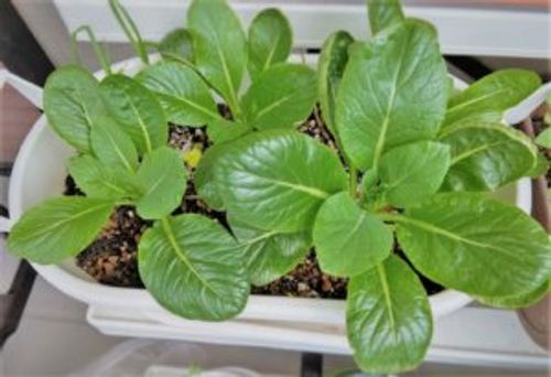 1月に植える野菜8選 プランターでも栽培できるおすすめの種類は Greensnap グリーンスナップ