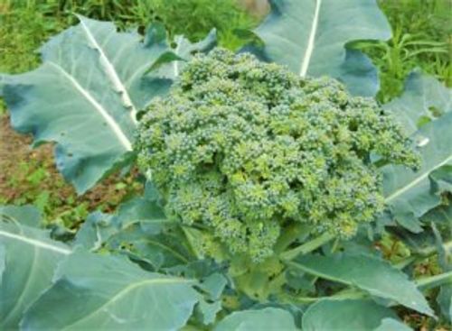 1月に植える野菜8選 プランターでも栽培できるおすすめの種類は Greensnap グリーンスナップ 1月に植える野菜8選 プランターでも栽培できるおすすめの種類は Greensnap グリーンスナップ
