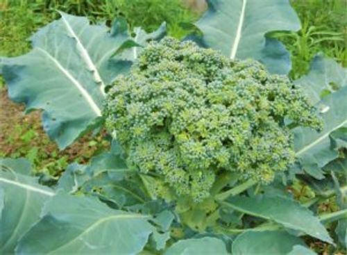 2月に植える野菜8選 プランターでも栽培できるおすすめの種類は Greensnap グリーンスナップ