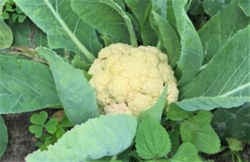 1月に植える野菜8選 プランターでも栽培できるおすすめの種類は Greensnap グリーンスナップ