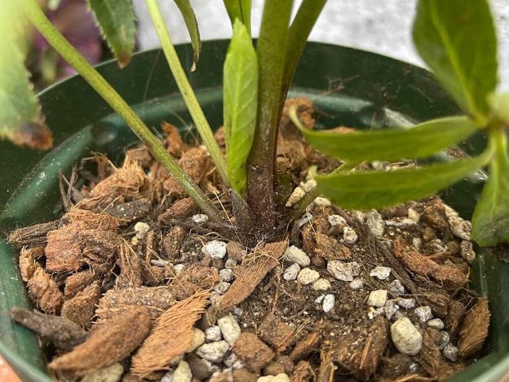 クリスマスローズ 植え替え