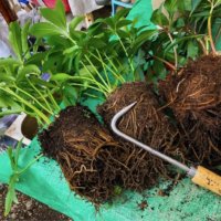 クリスマスローズの植え替え・株分け｜時期や方法は？土はなにを使えばいい？の画像