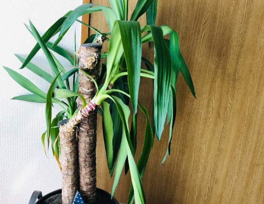 ユッカ　青年の木　種類