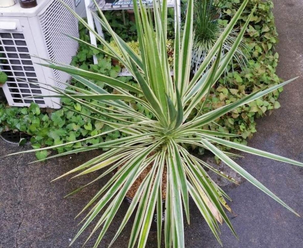 ユッカ　アロイフォリア　種類