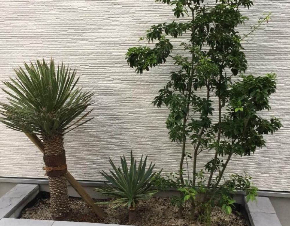 ユッカ　フィリフェラ　種類