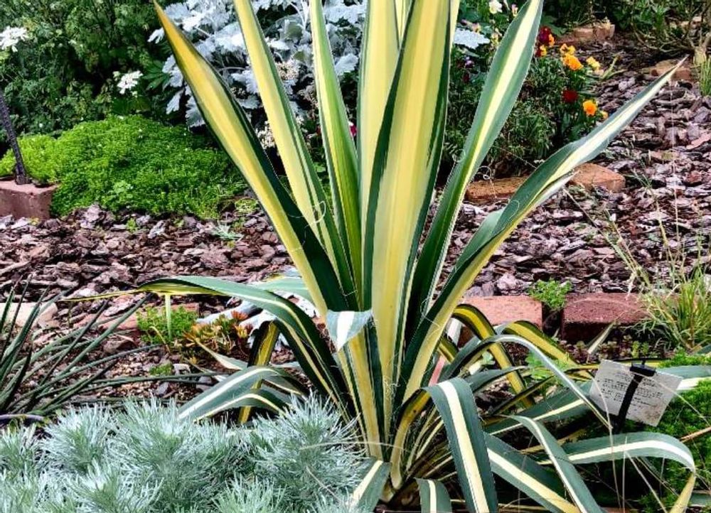 フィラメントーサ　ユッカ　種類