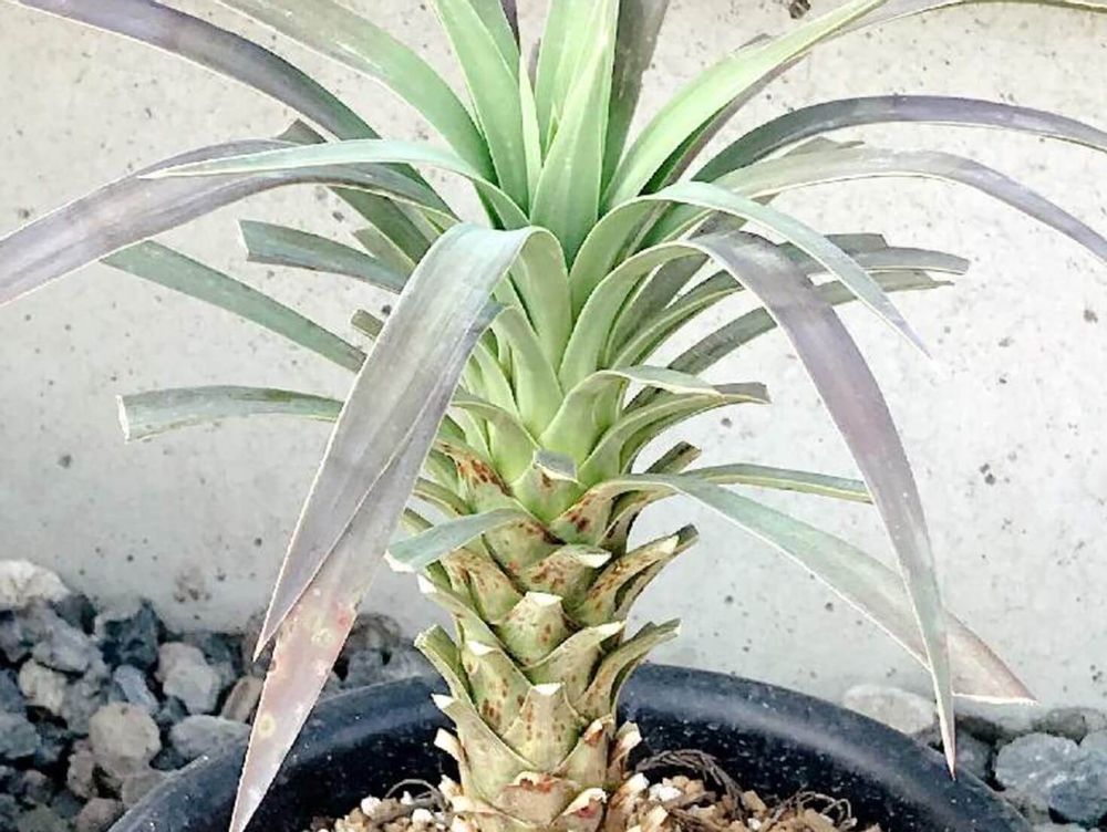 デスメティアーナ　ユッカ　種類