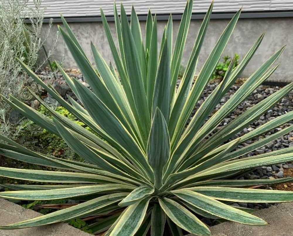 ユッカ　グロリオサ　種類