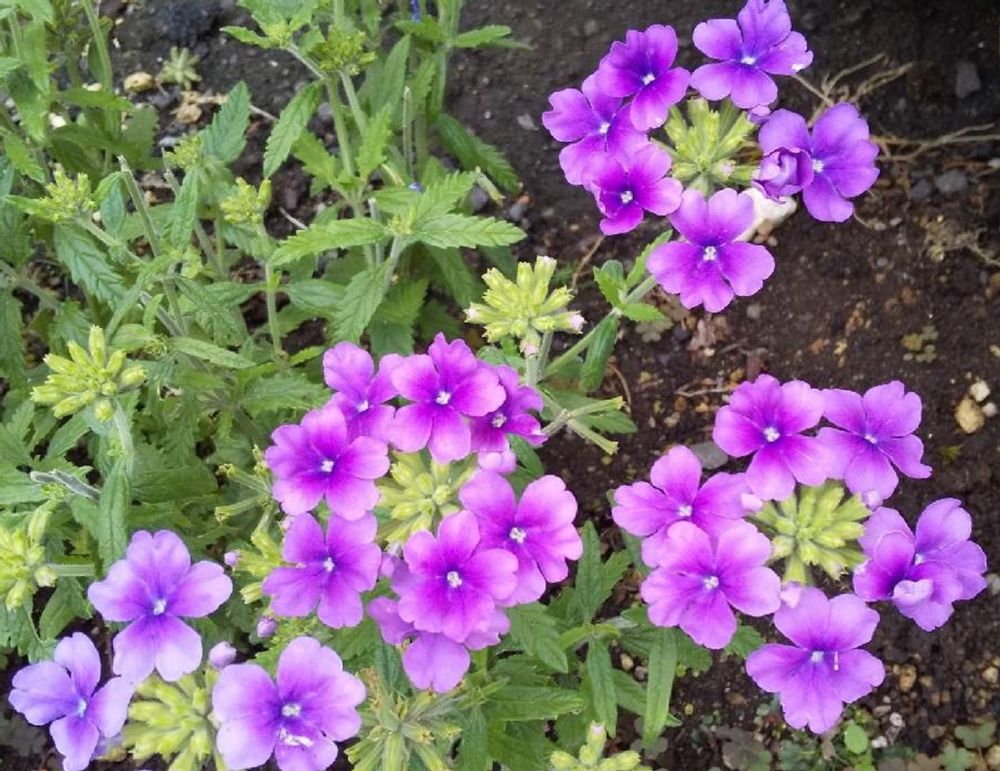 バーベナ　種類　テネラ