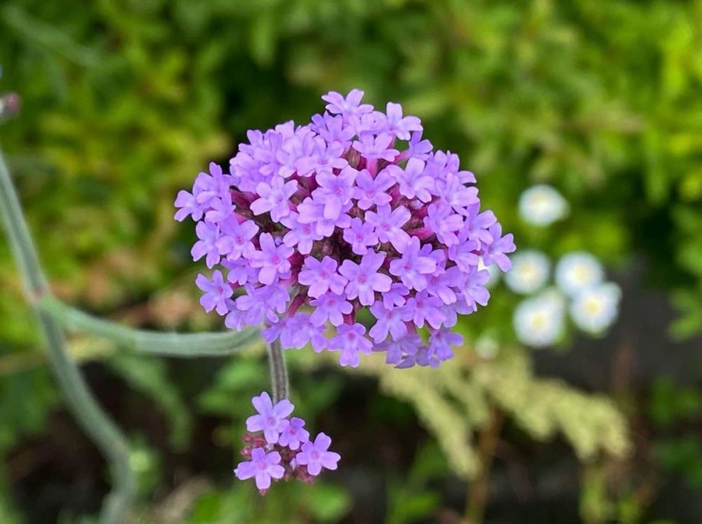 バーベナ　種類　ボナリエンシス