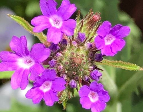 バーベナの種類 人気の品種やおすすめの園芸品種は Greensnap グリーンスナップ