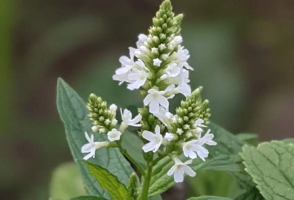 バーベナ　種類　ハスタータ