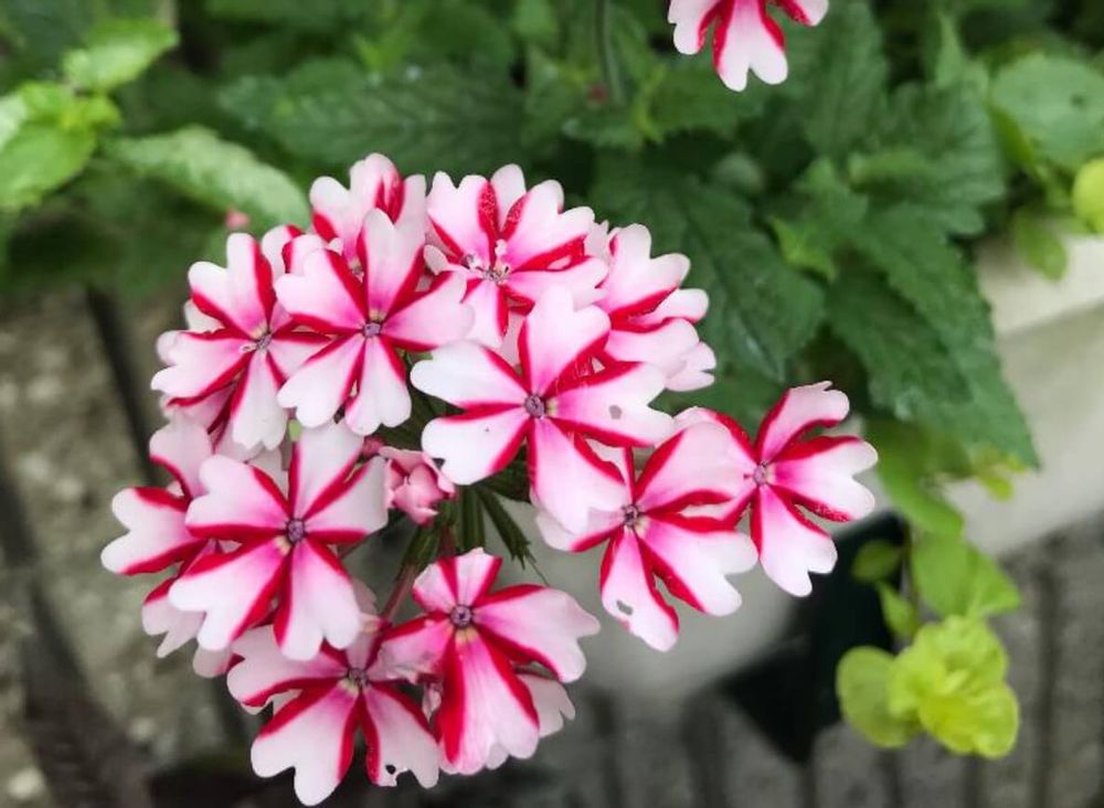 バーベナ　種類　ラナイ