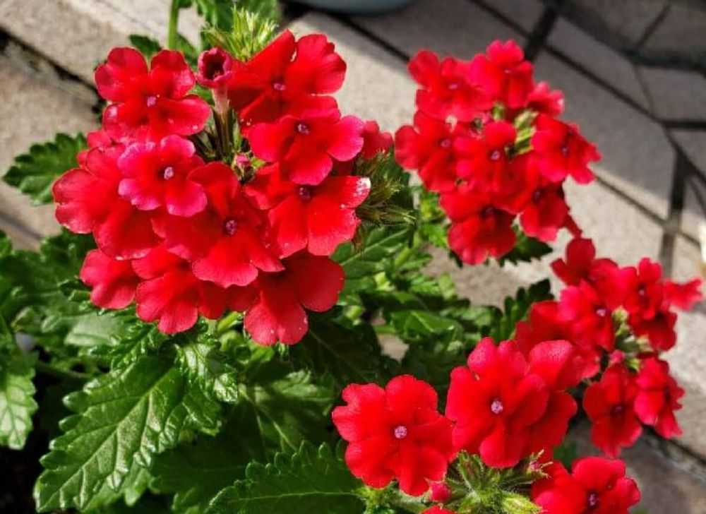 バーベナ　種類　エンプレス