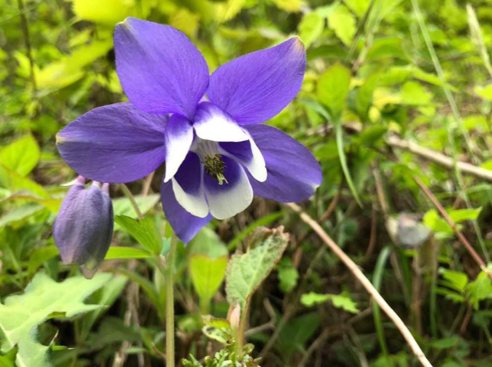 オダマキ　種類　深山オダマキ