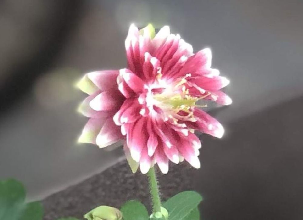 オダマキ　種類　ノラバロー