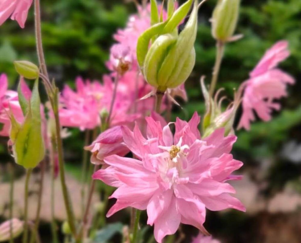 オダマキ　種類　ローズバロー