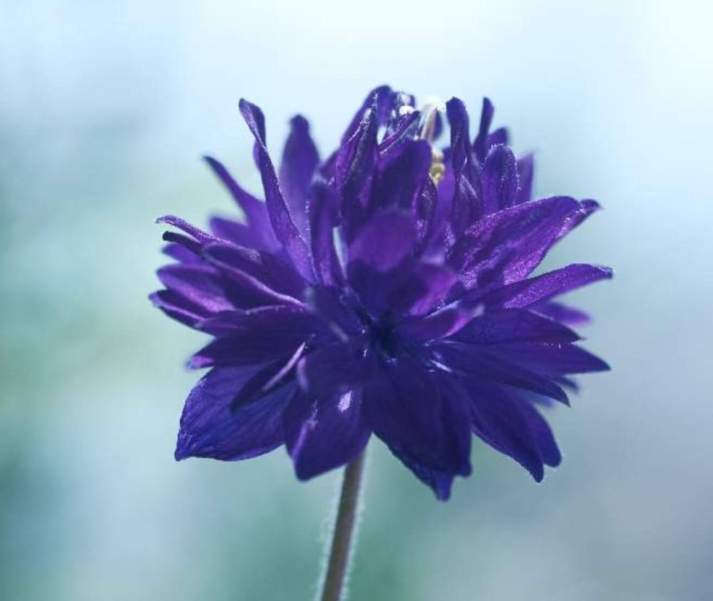 オダマキ　種類　ブルーバロー