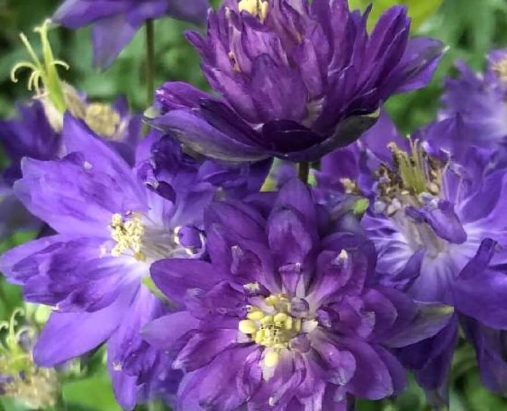 オダマキ　種類　クレメンタインブルー