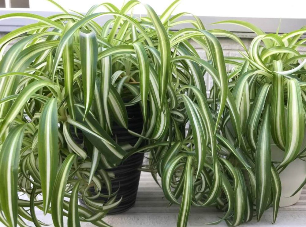 オリヅルラン　種類　ボニー