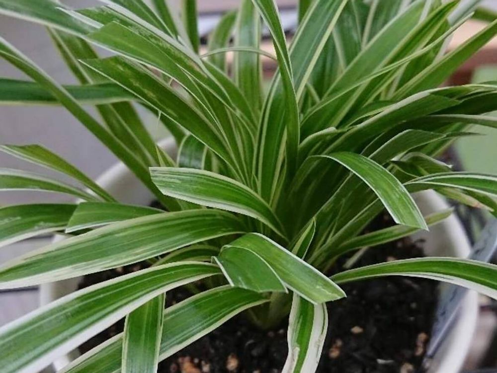 オリヅルラン　種類　シャム