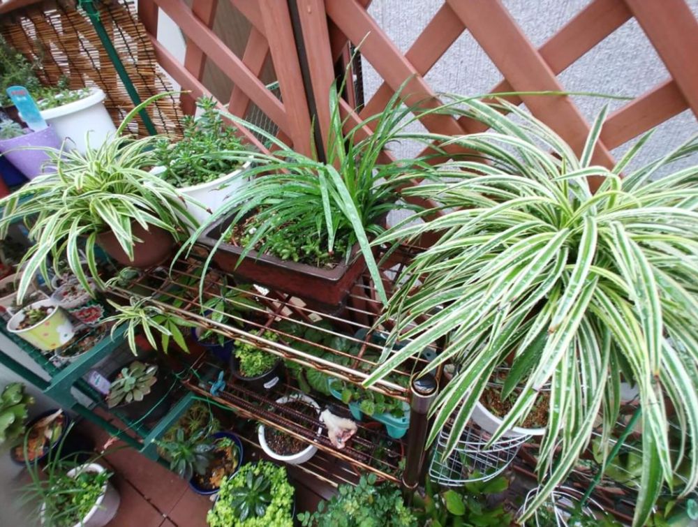 オリヅルラン　種類　ソフト