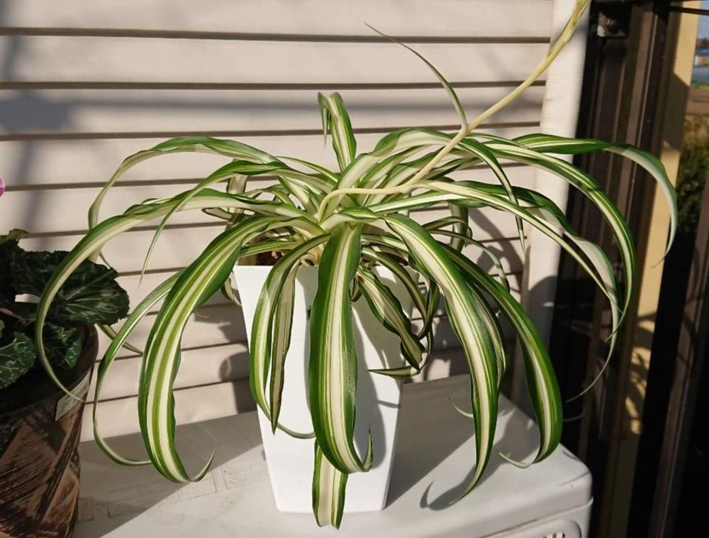 オリヅルラン　種類　ナカフヒロハオリヅルラン