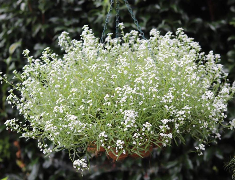 スーパーアリッサム