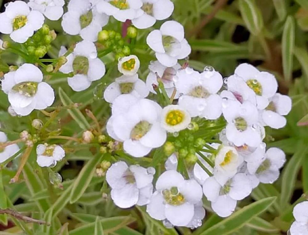 スーパーアリッサム