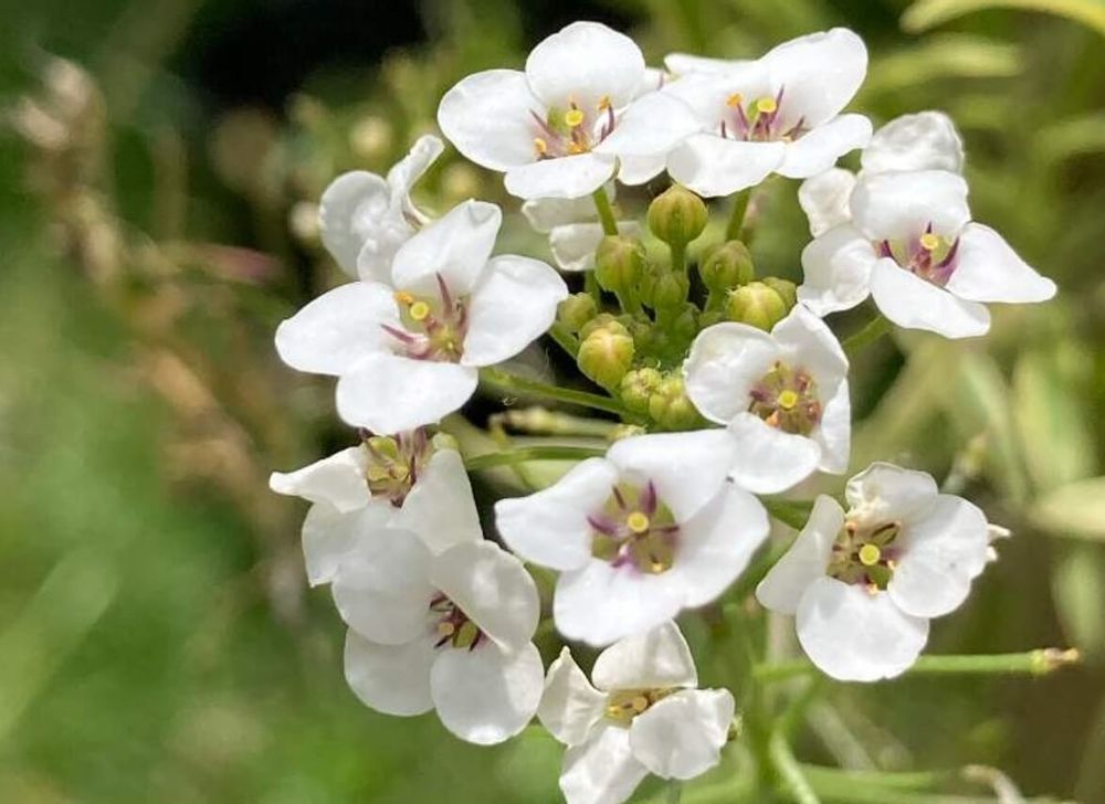 スーパーアリッサム