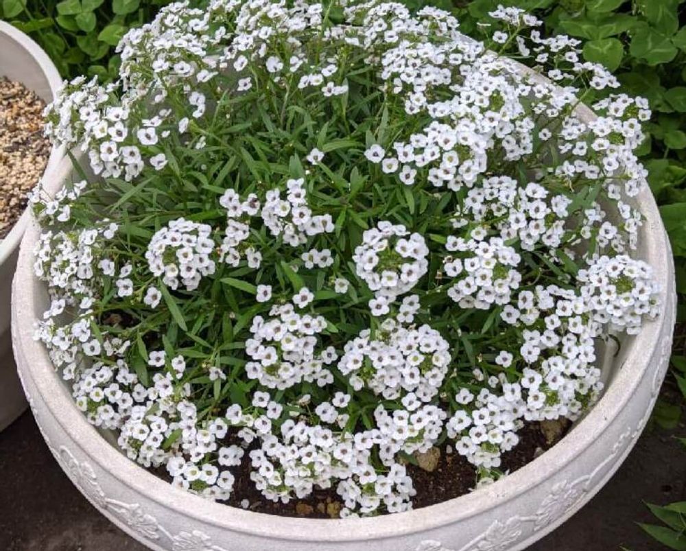 スーパーアリッサム