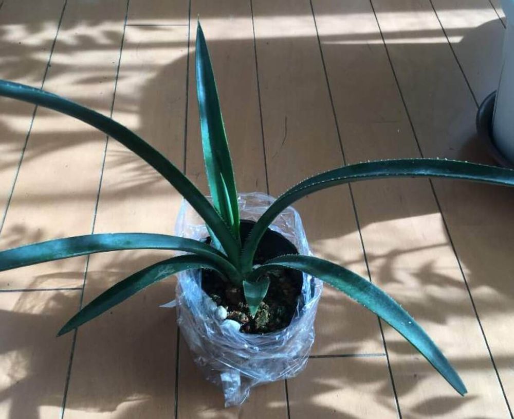 ブルーアガベ　リュウゼツラン　種類