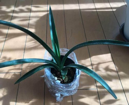 リュウゼツランとは 育て方や花言葉 花は咲く Greensnap グリーンスナップ リュウゼツランとは 育て方や花言葉 花は咲く Greensnap グリーンスナップ