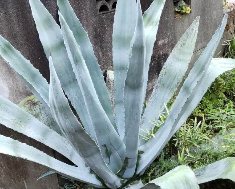 リュウゼツラン　アガベアメリカーナ　種類