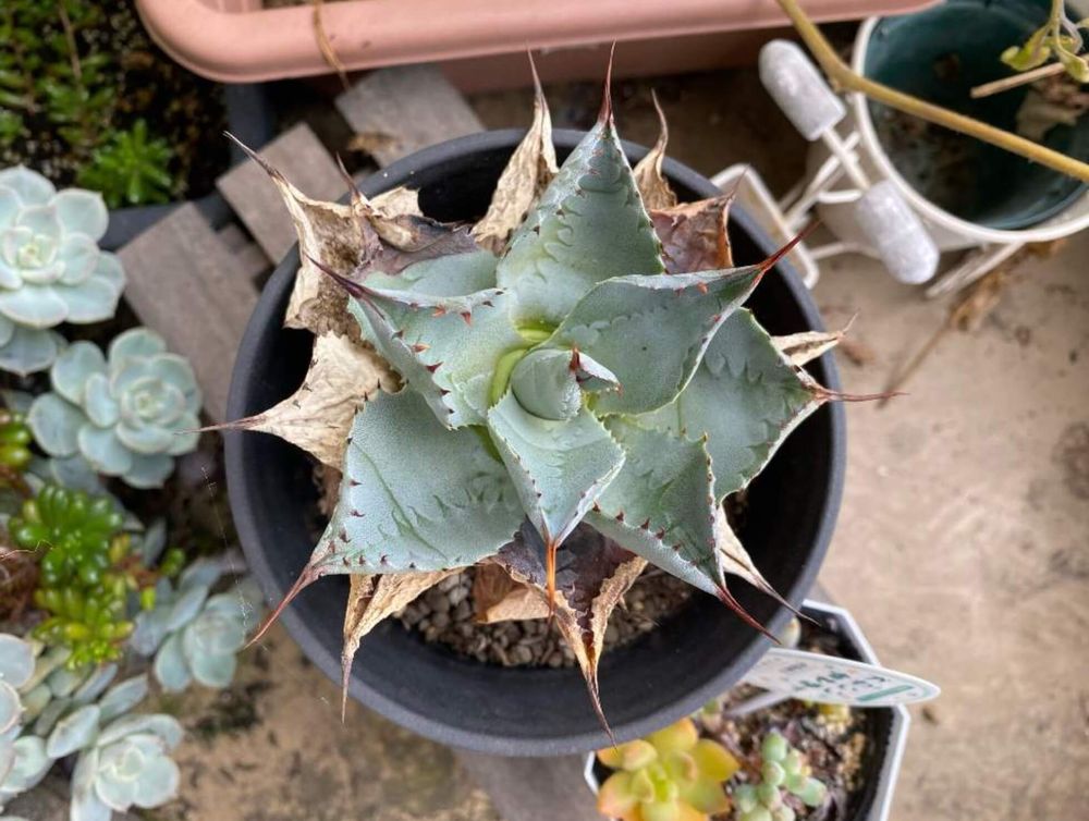 リュウゼツラン　種類　雷神