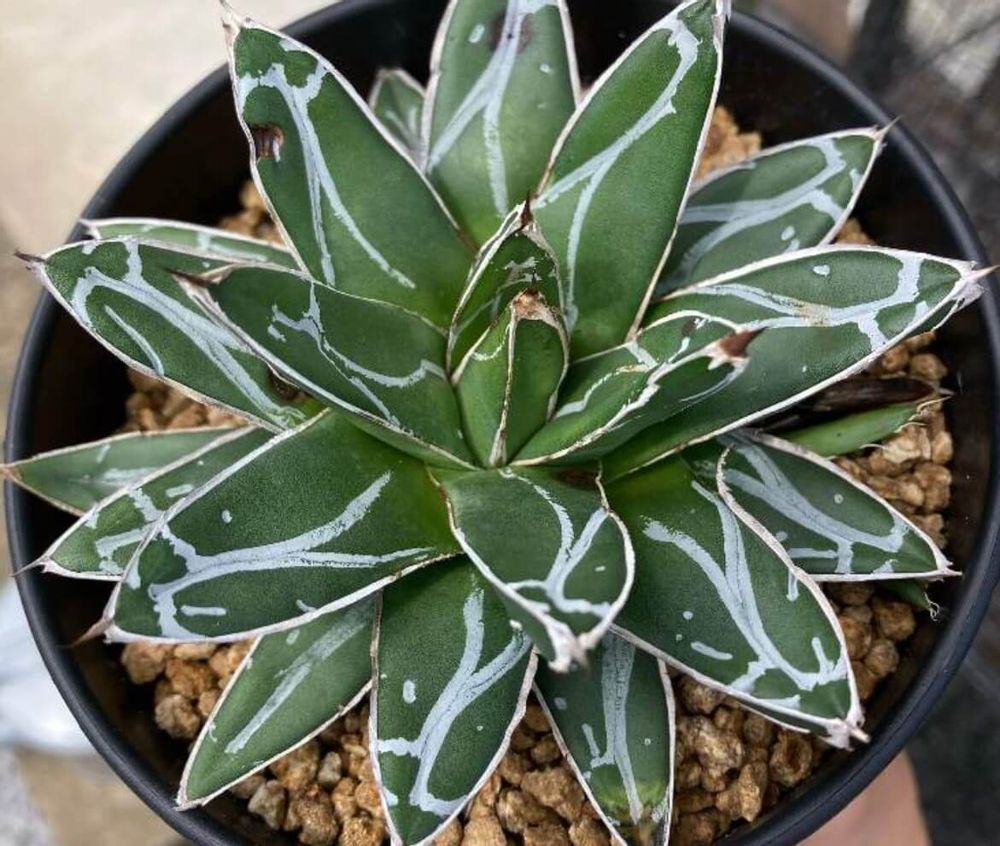 リュウゼツラン　種類　笹の雪