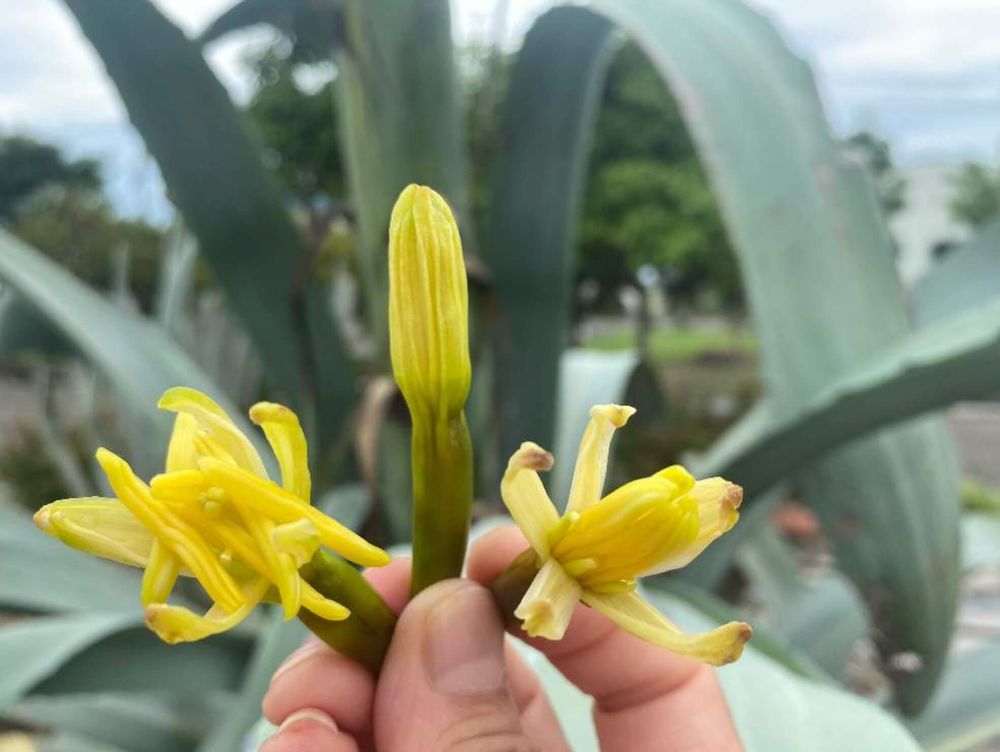 リュウゼツラン　種類　花