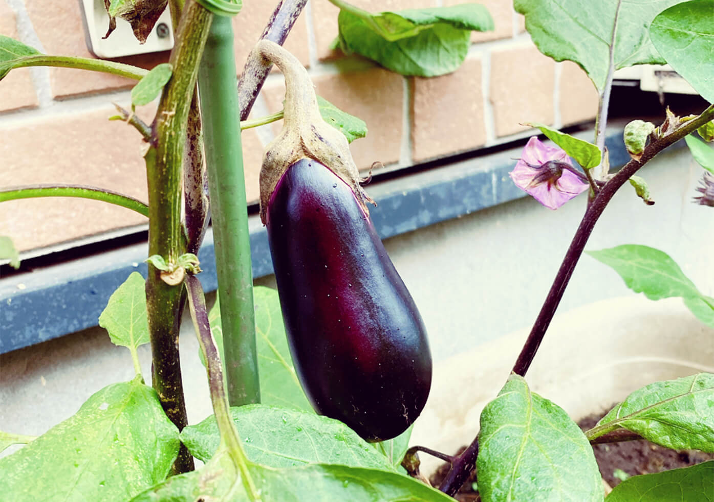 2月に植える野菜8選 プランターでも栽培できるおすすめの種類は Greensnap グリーンスナップ